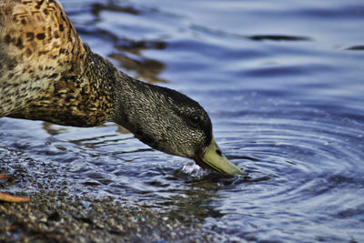 Close-up of duck in lake