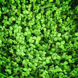 Full frame shot of green leaves