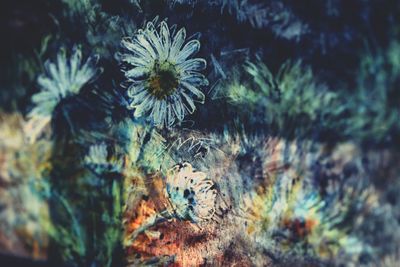 Close-up of flowers against blurred background