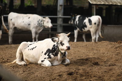 Cow standing in a field