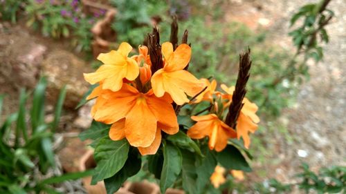 Close-up of yellow flowers blooming outdoors