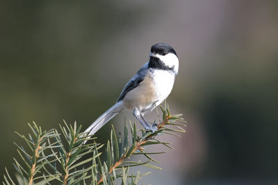 Close-up of bird perching on branch