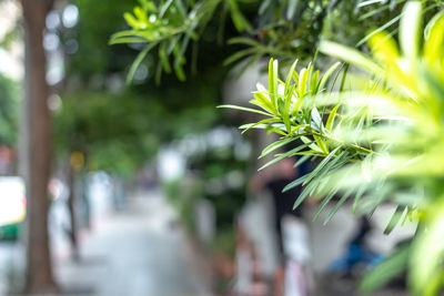 Close-up of plant against blurred background