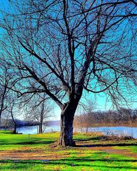 Trees on grassy field