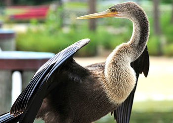 Close-up of bird