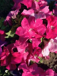 Close-up of pink flowering plant