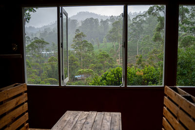 Trees seen through window