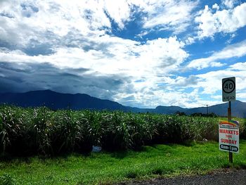 Scenic view of trees against sky