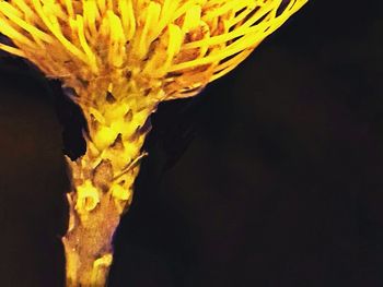 Close-up of yellow flowers