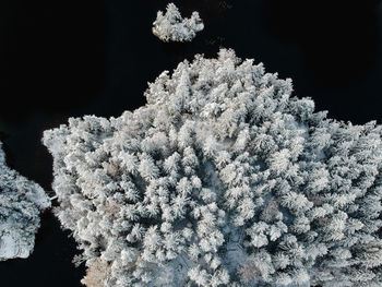 Close-up of frozen plant against black background