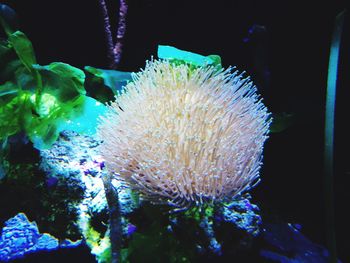 Close-up of coral in sea