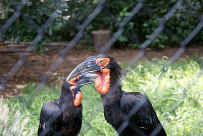 Ground hornbills seen through chainlink fence