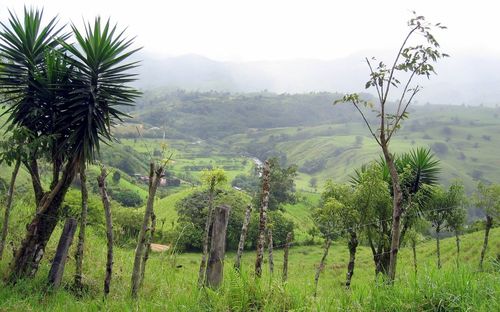 Scenic view of trees on field against sky