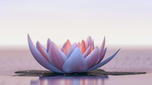 Close-up of lotus on table against sky