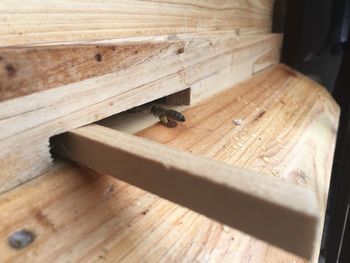 High angle view of bee on table