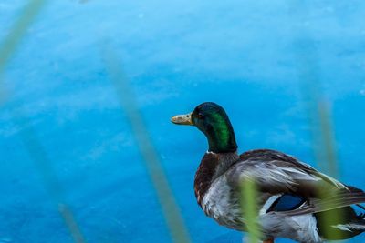 High angle view of mallard duck in lake