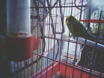 Bird in cage