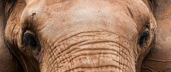 Close-up portrait of elephant