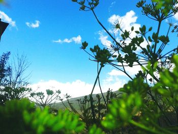 Low angle view of flowers in field