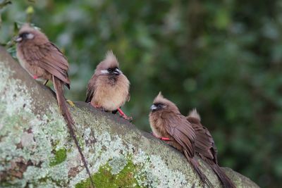 Close-up of sparrow perching on tree