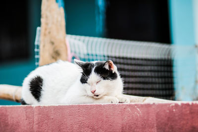 Close-up of a cat looking away