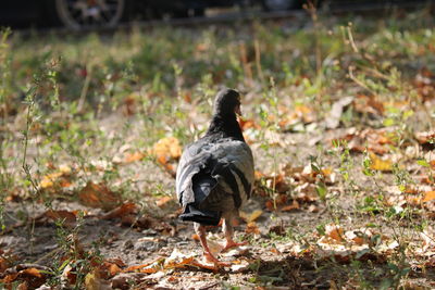 View of a bird on field