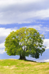 Tree on field against sky