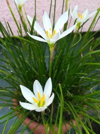 Close-up of white crocus blooming outdoors