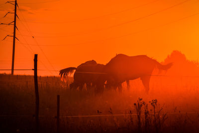 View of horse on field during sunset