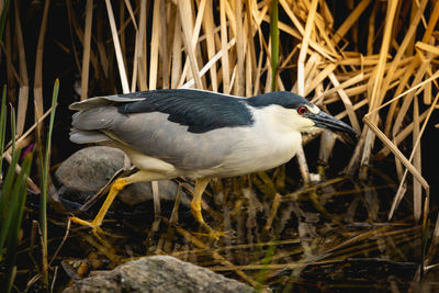 Close-up of night heron walking