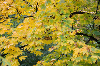 Low angle view of maple tree