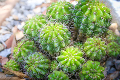 Close-up of succulent plant