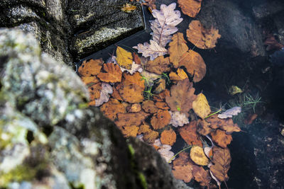 High angle view of maple leaves on rock