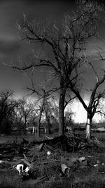 Bare tree on field against sky