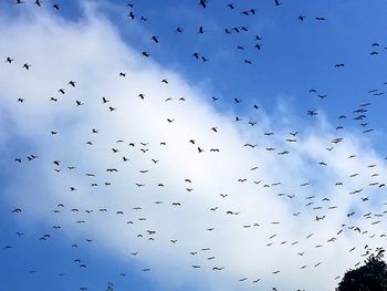 Low angle view of birds flying in sky