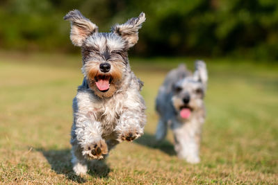 Portrait of dog running on field