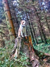 Portrait of dog sitting on tree trunk