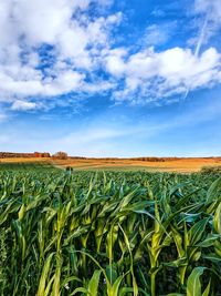 Crops growing on field against sky