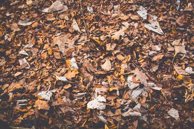 Close-up of maple leaves fallen in autumn