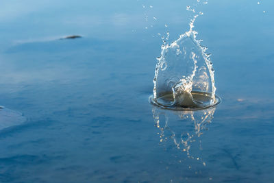 Close-up of jellyfish swimming in sea