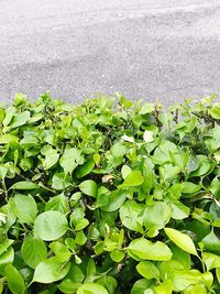 Close-up of plant growing on road