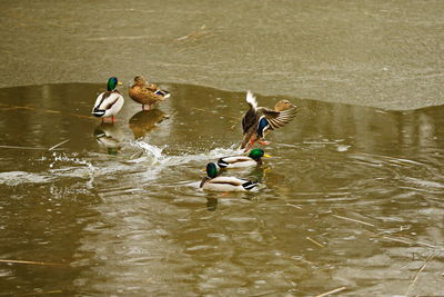 High angle view of people enjoying in water