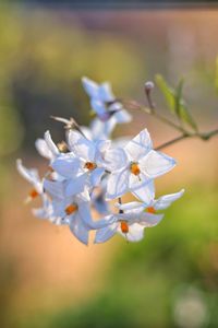 Close-up of white flowering plant