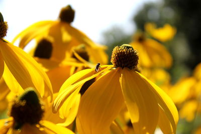 Close-up of yellow flower