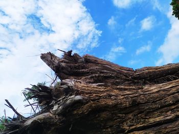 Low angle view of driftwood on tree against sky