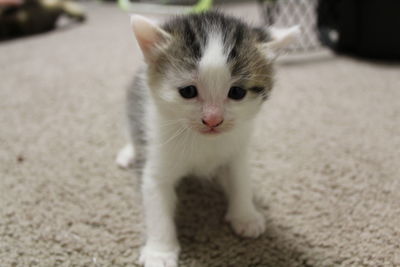 Portrait of white cat