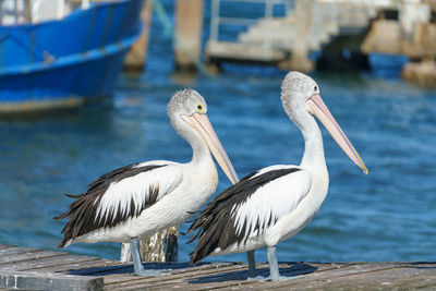 White pelicans at a fishing harbor.