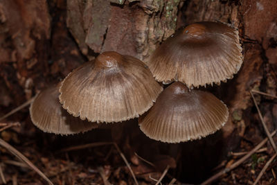 mushroom
