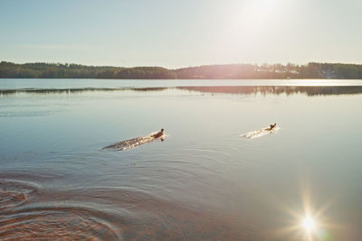 Scenic view of lake against sky during sunset