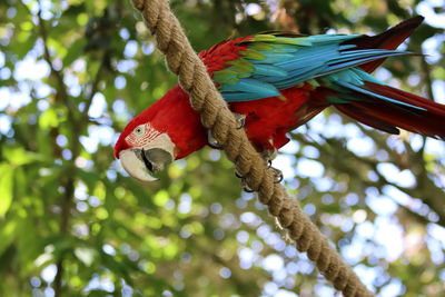 bird